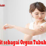 Fakta Kulit sebagai Organ Tubuh Manusia