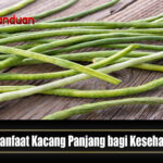 Manfaat Kacang Panjang bagi Kesehatan