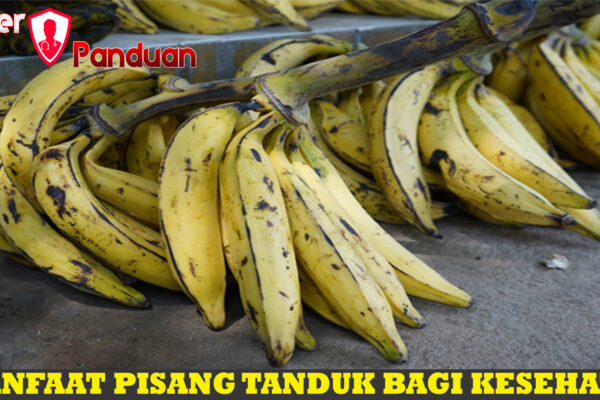 Manfaat Pisang Tanduk bagi Kesehatan