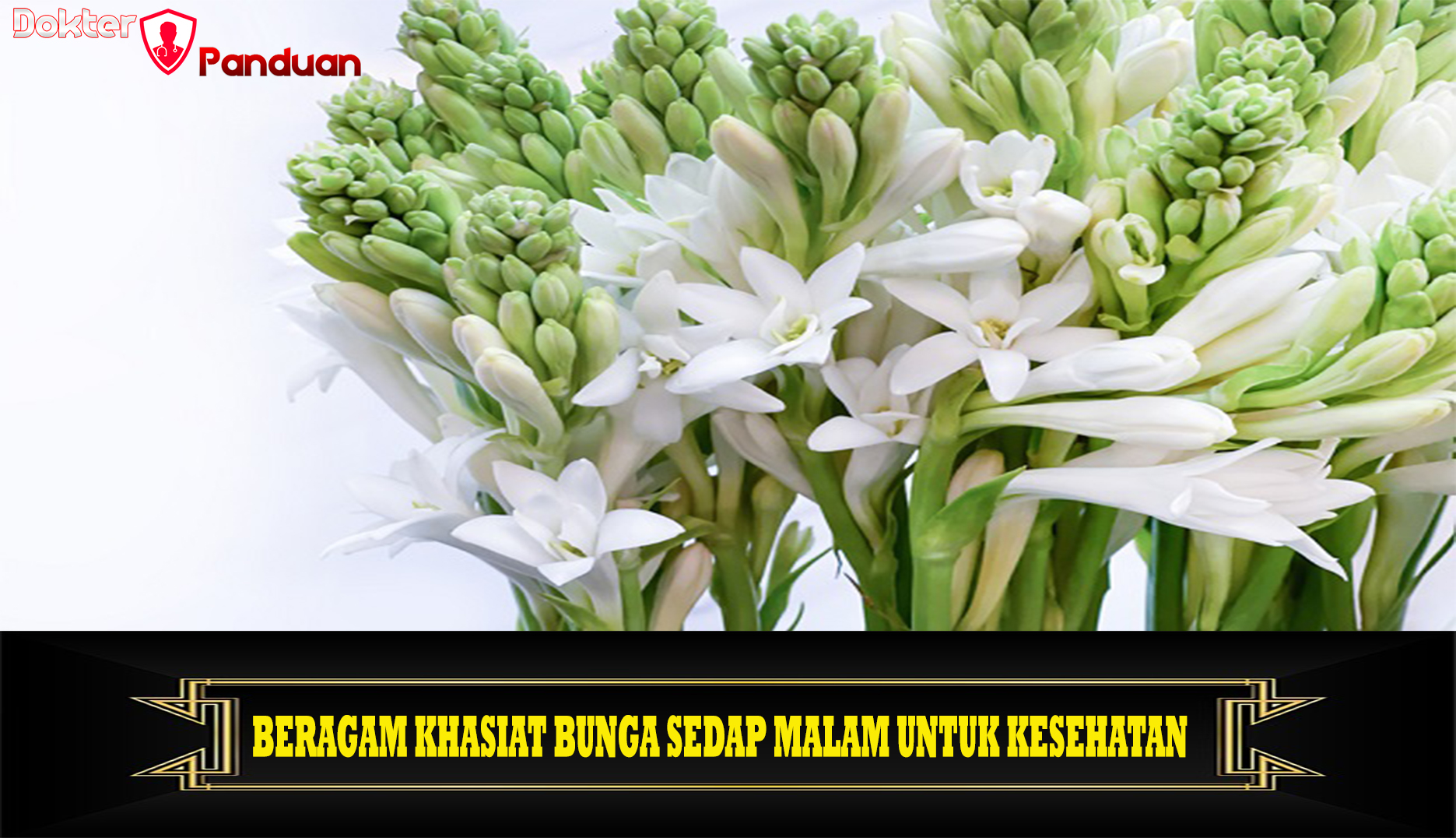 Beragam khasiat Bunga Sedap Malam untuk Kesehatan