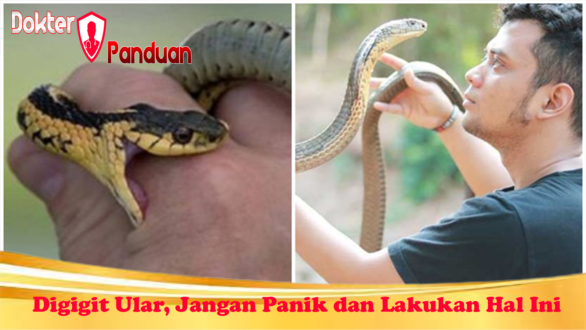 Digigit Ular, Jangan Panik dan Lakukan Hal Ini  