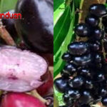 Manfaat Buah Jamblang untuk Kesehatan yang Jarang Diketahui