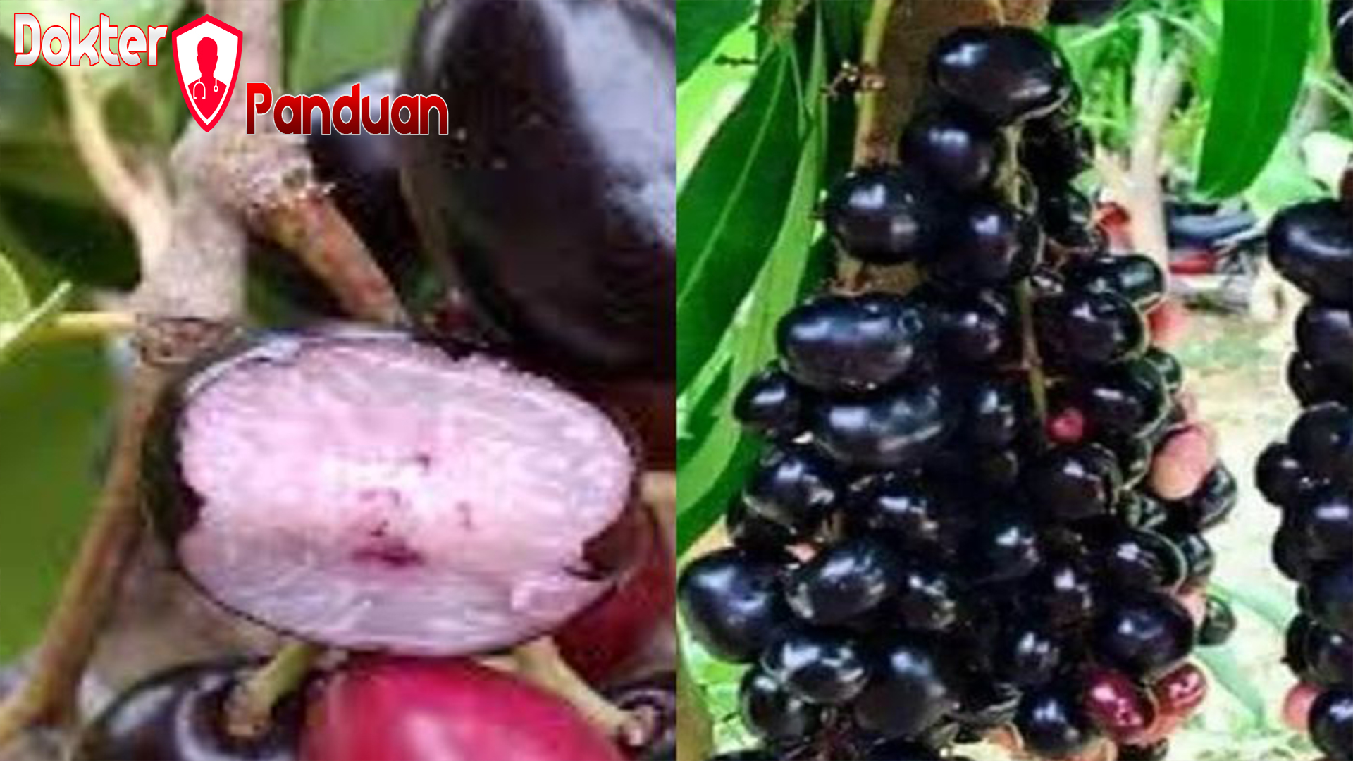 Manfaat Buah Jamblang untuk Kesehatan yang Jarang Diketahui