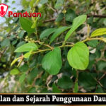 Pengenalan dan Sejarah Penggunaan Daun Bidara