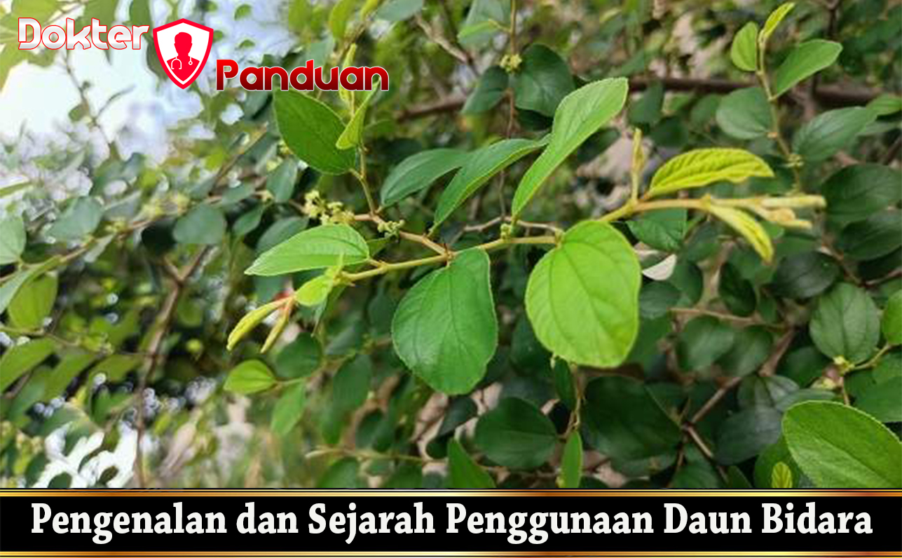 Pengenalan dan Sejarah Penggunaan Daun Bidara