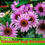 Manfaat Echinacea bagi Kesehatan Tubuh