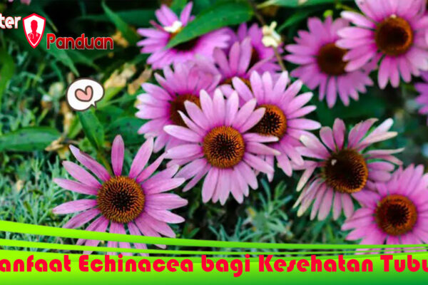 Manfaat Echinacea bagi Kesehatan Tubuh