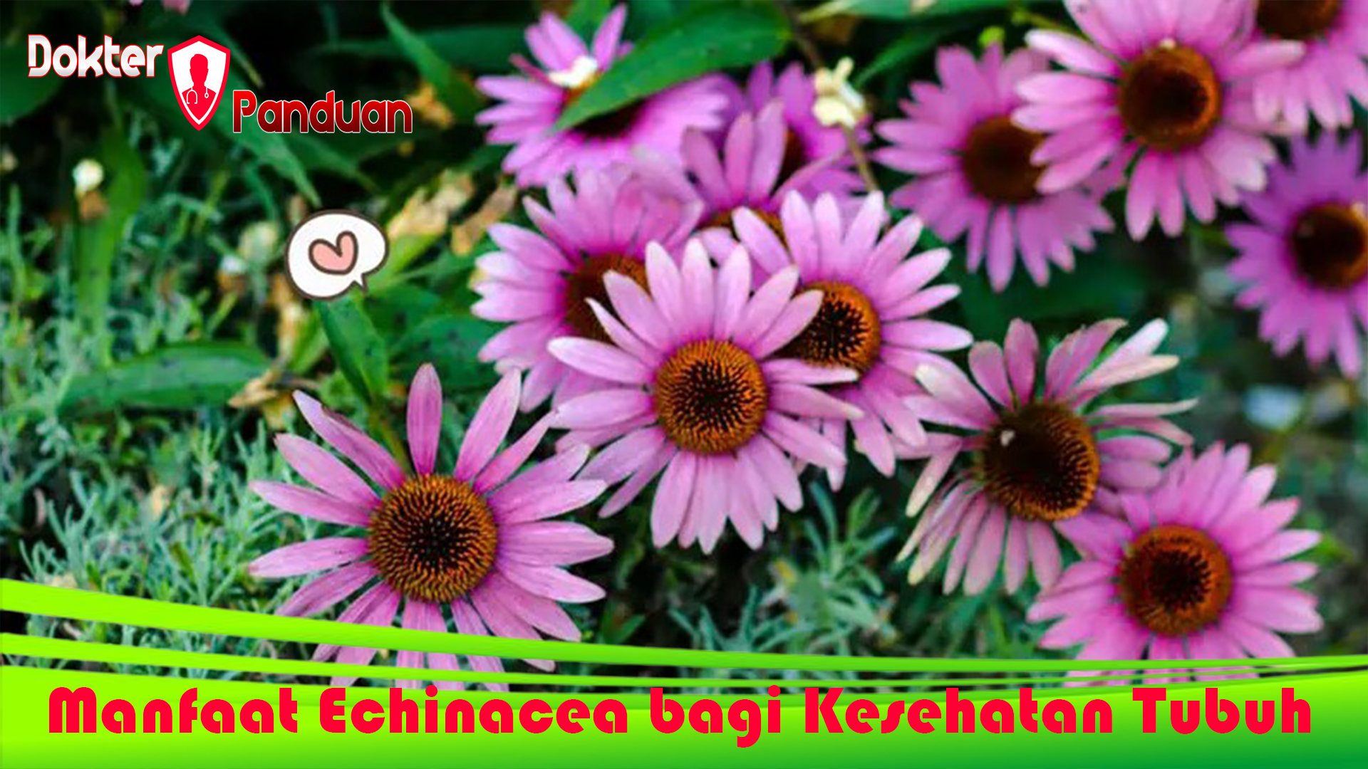 Manfaat Echinacea bagi Kesehatan Tubuh