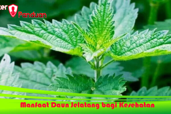 Manfaat Daun Jelatang bagi Kesehatan