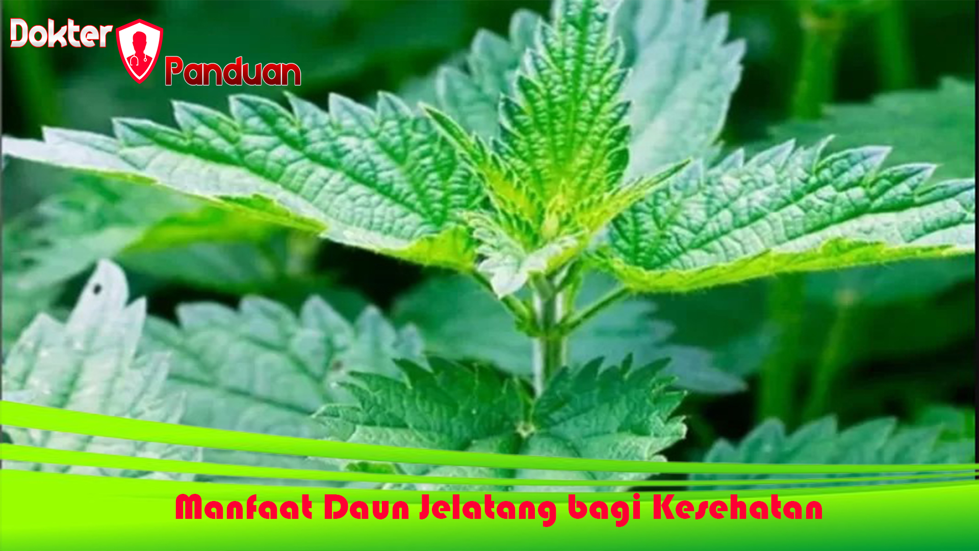 Manfaat Daun Jelatang bagi Kesehatan