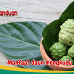 Manfaat Daun Mengkudu bagi Kesehatan