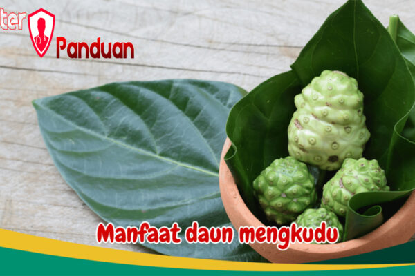 Manfaat Daun Mengkudu bagi Kesehatan